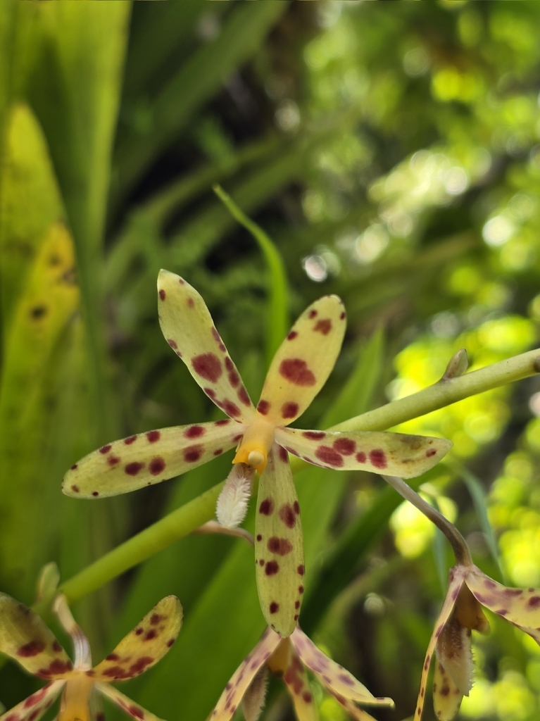 Dipodium freycinetioides Fukuy. 4