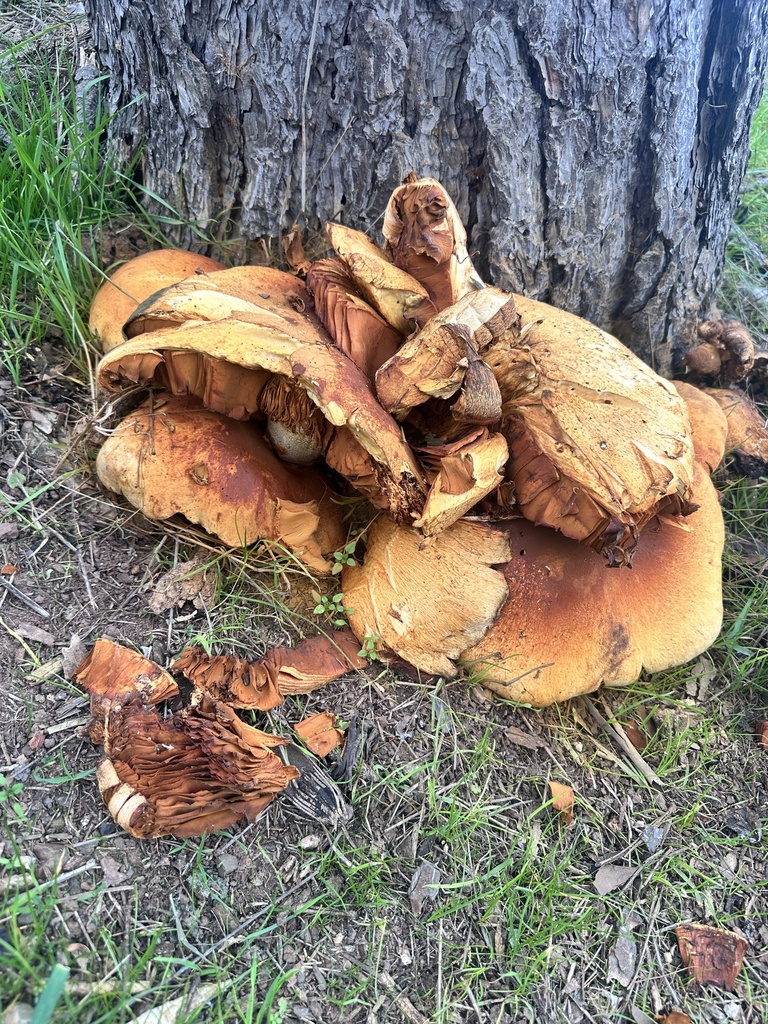 Gymnopilus ventricosus · December 2025 · photo: © katrinamccollough (iNaturalist, cc0)