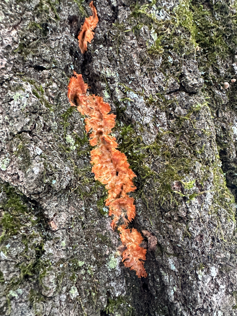 Phlebia radiata · December 2025 · photo: © peterq (iNaturalist, cc-by)
