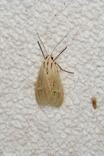 Agaraea semivitrea photo 4