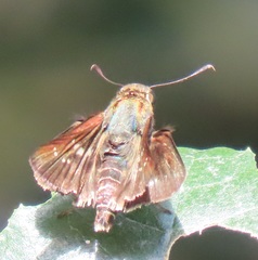 Platylesches moritili