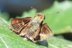 Platylesches moritili