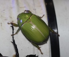 Anoplognathus prasinus