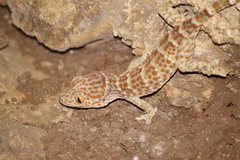 Gekko gecko