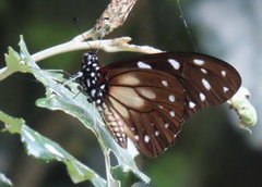 Graphium leonidas leonidas