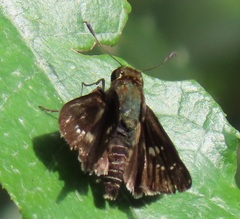 Platylesches moritili