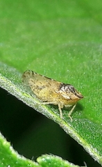 Xerophloea