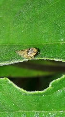 Xerophloea