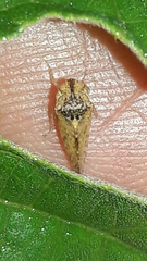 Xerophloea