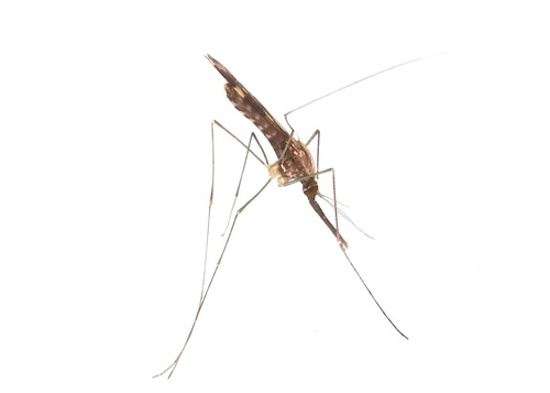 Unknown species found near Wood County, TX, USA