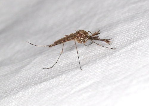 Unknown species found near Wood County, TX, USA