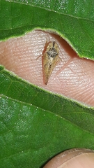 Xerophloea