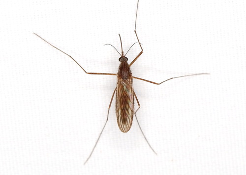 Unknown species found near Wood County, TX, USA