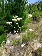 Eryngium elegans