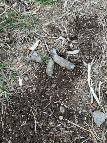 iNaturalist observation photo of Bobcat