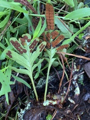 Polypodium scouleri image