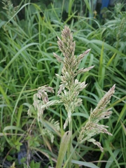 Poa eminens