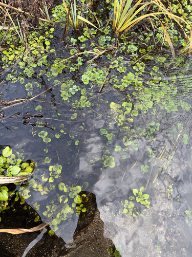 iNaturalist observation photo of watercress