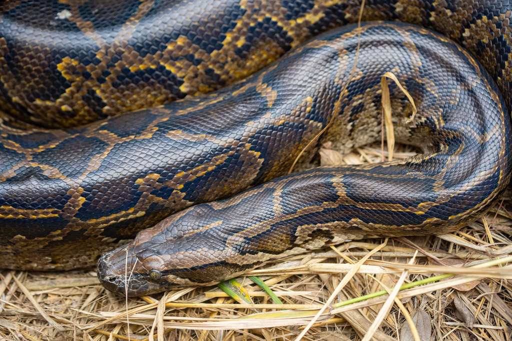 Burmese Python in December 2025 by tianyang · iNaturalist