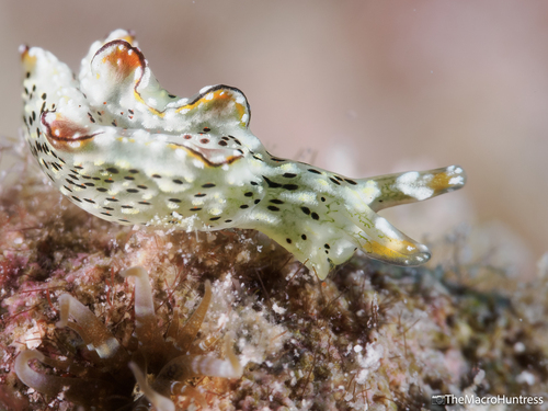 Elysia marginata, 2025-12-22