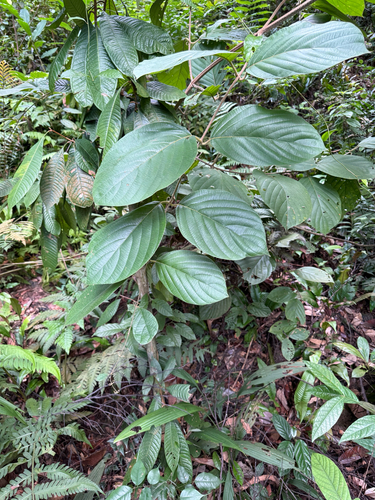 Uncaria cordata observed 2025-12-22