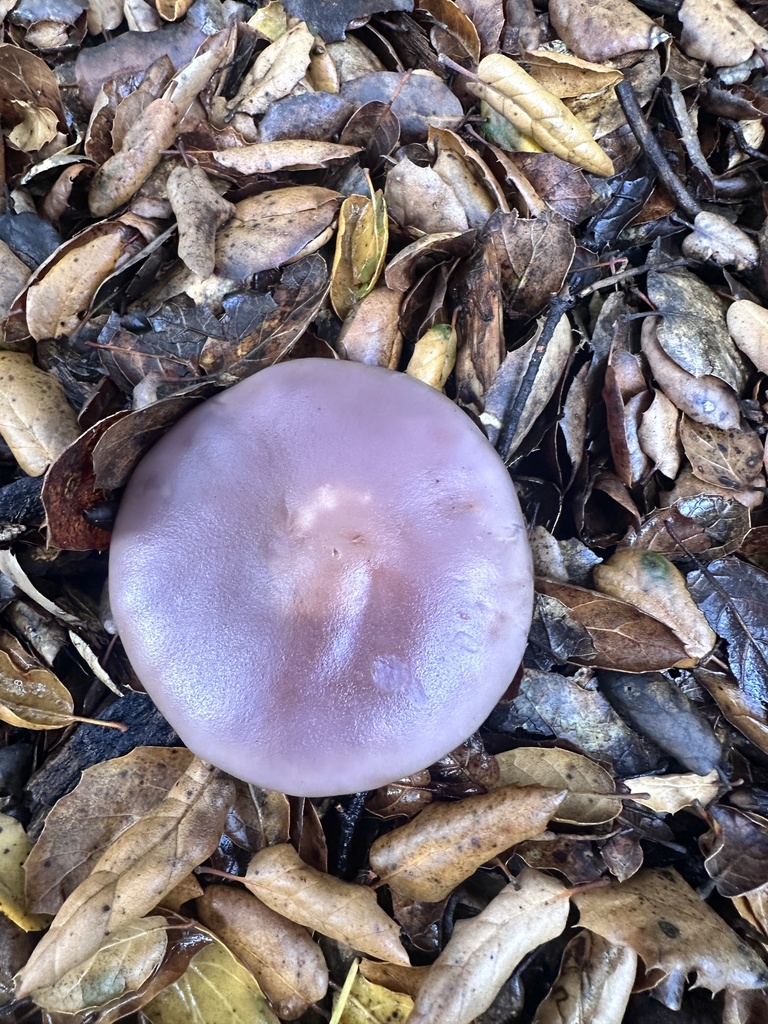 Collybia nuda · December 2025 · photo: © katrinamccollough (iNaturalist, cc0)