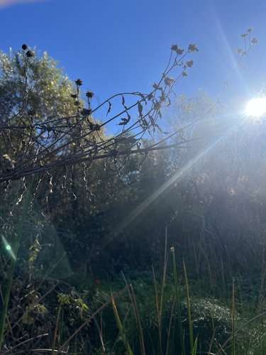 newhall sunflower (Helianthus inexpectatus)