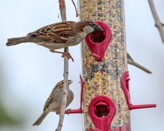 Passer domesticus image