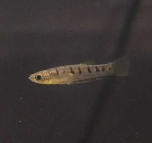 Lowland livebearer (Poeciliopsis latidens) — Poeciliidae — 5