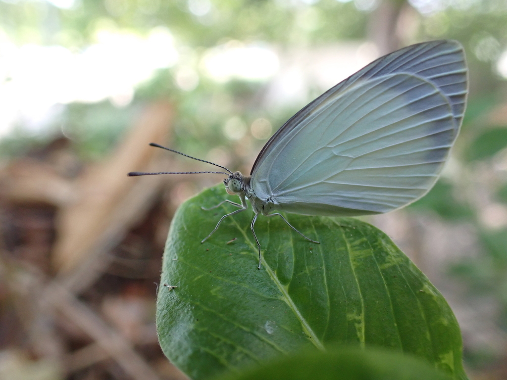 Delicate Pearl-White