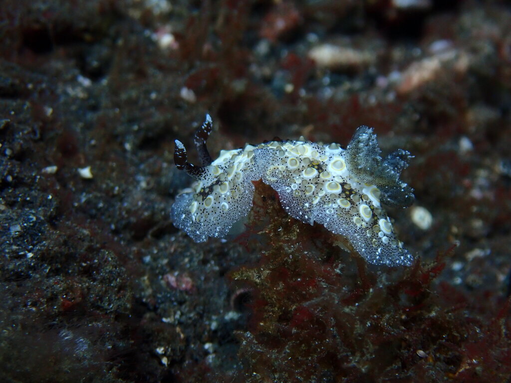 Carminodoris estrelyado