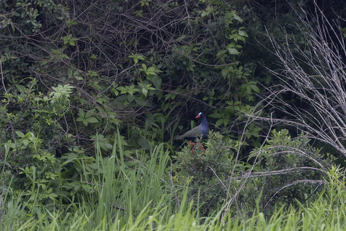 iNaturalist: (c) Niall Perrins, some rights reserved (CC BY-NC), uploaded by Niall Perrins iNaturalist image