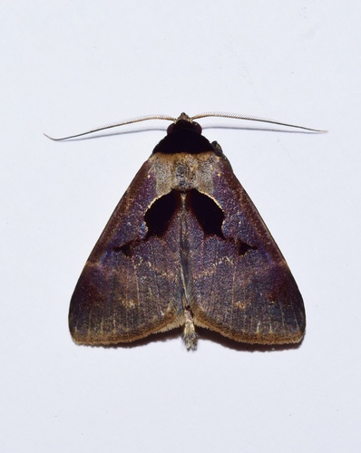 Anoba atriplaga