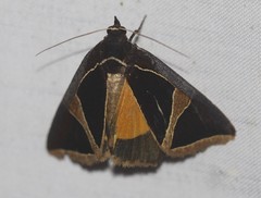 Agamana conjungens
