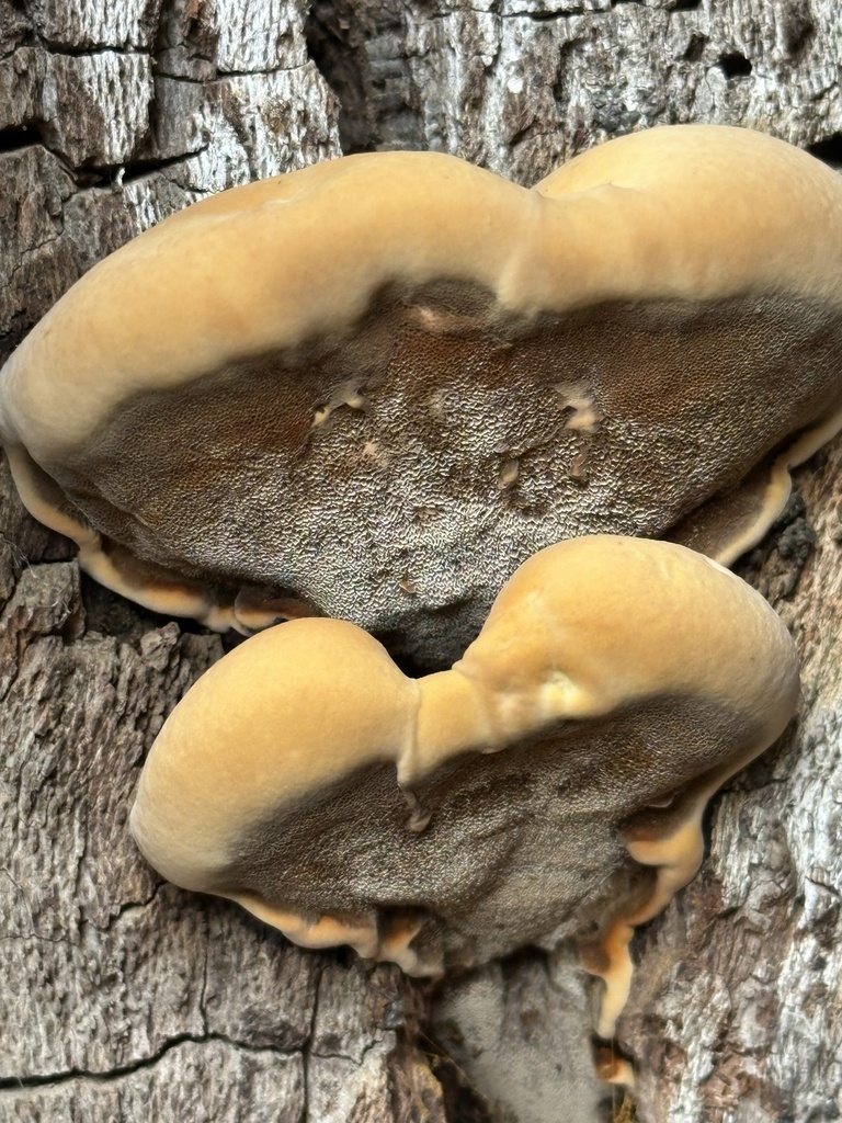 Inonotus arizonicus