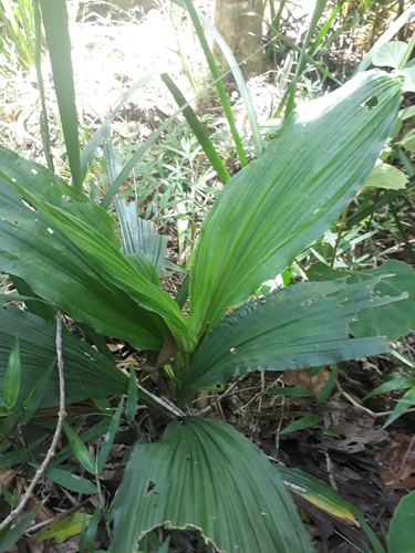 Calanthe sylvatica, photograph 4