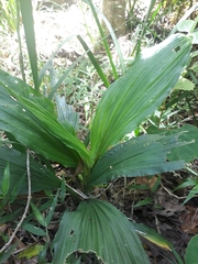 Calanthe sylvatica, photograph author not stated, no rights reserved