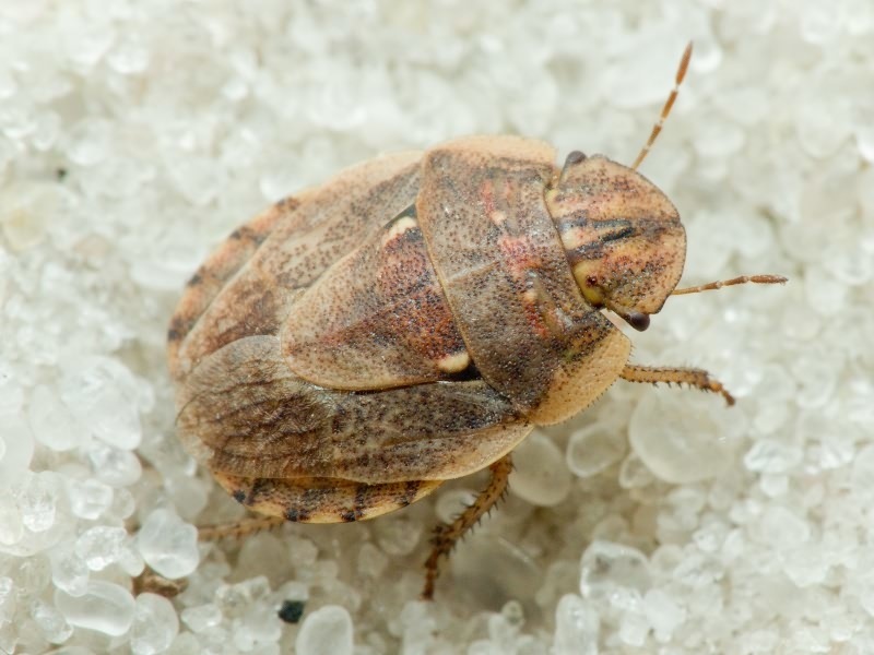 Sciocorini