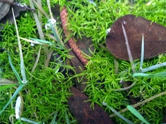 Callitriche heterophylla