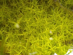 Callitriche heterophylla