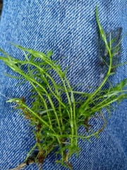 Callitriche heterophylla