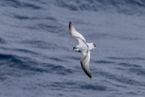 iNaturalist image