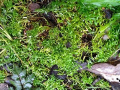 Callitriche heterophylla