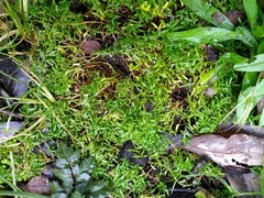 Callitriche heterophylla