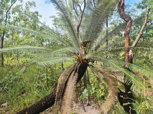 Cycad (Cycas calcicola)