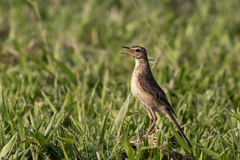 Buffy Pipit photo 2