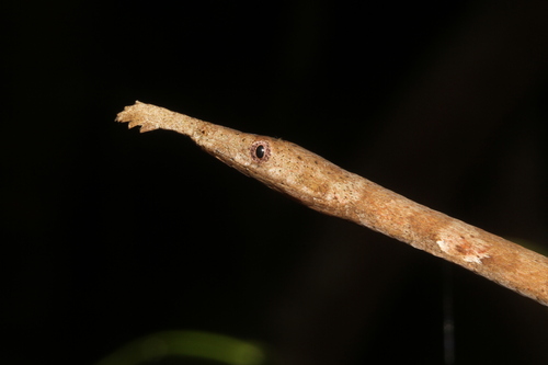 Madagascar Leaf-nosed Snake