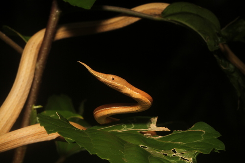 Madagascar Leaf-nosed Snake