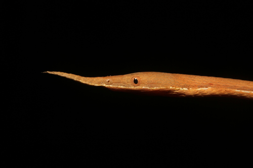 Madagascar Leaf-nosed Snake
