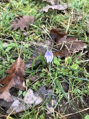 Crocus etruscus